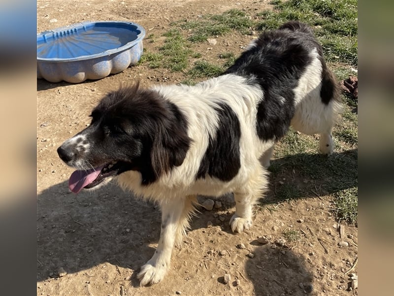 Dasinja, geb. ca. 03/2018, lebt in GRIECHENLAND, auf einem Gelände, auf dem die Hunde notdürftig ve