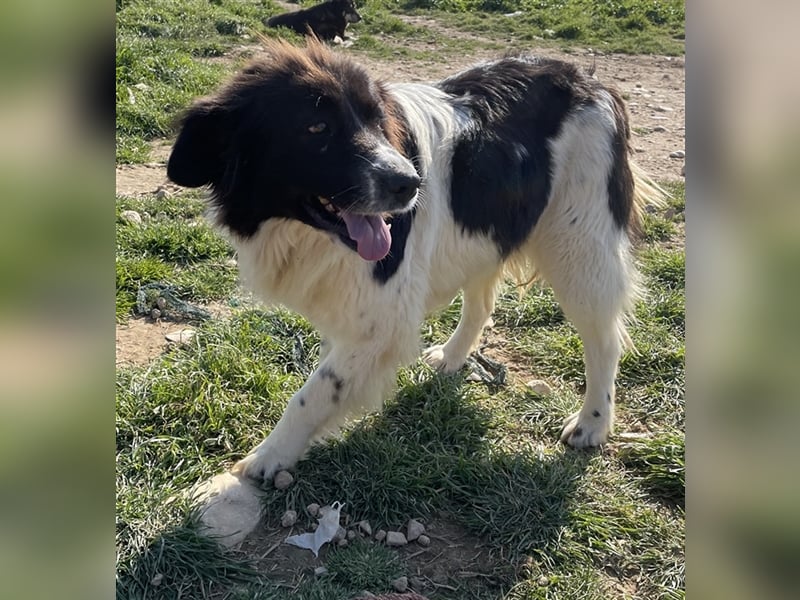 Dasinja, geb. ca. 03/2018, lebt in GRIECHENLAND, auf einem Gelände, auf dem die Hunde notdürftig ve