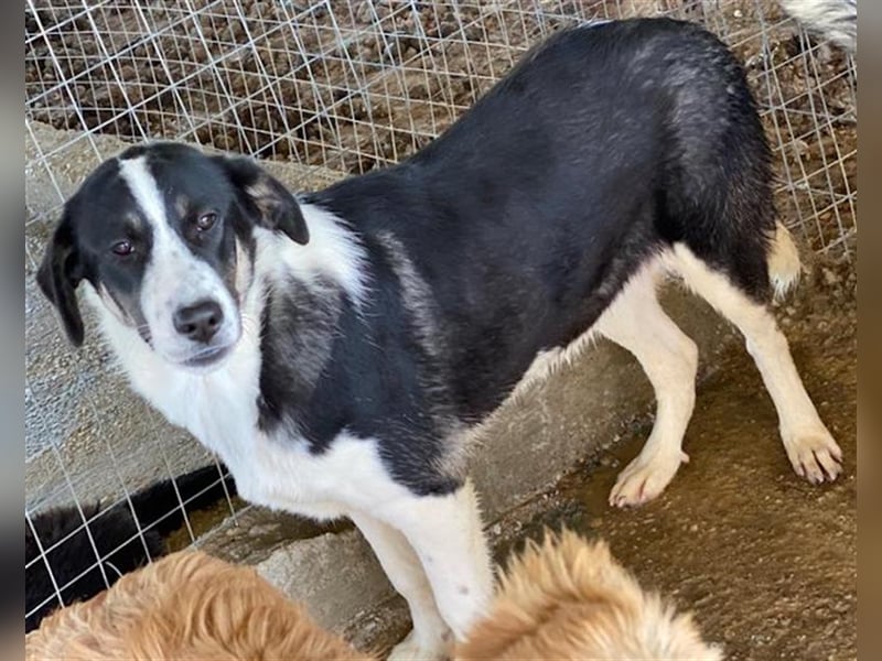 Deanna, geb. ca. 05/2021, lebt in GRIECHENLAND, auf einem Gelände, auf dem die Hunde notdürftig vers