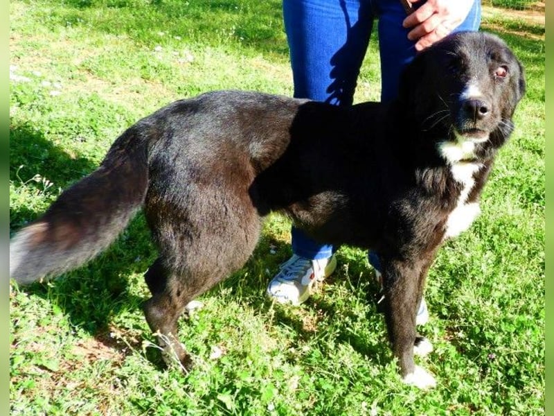  HEIDI – Ein Herz aus Gold sucht ihr Zuhause 