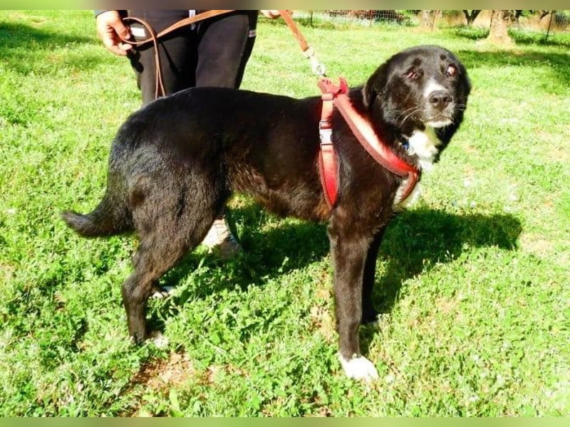  HEIDI – Ein Herz aus Gold sucht ihr Zuhause 