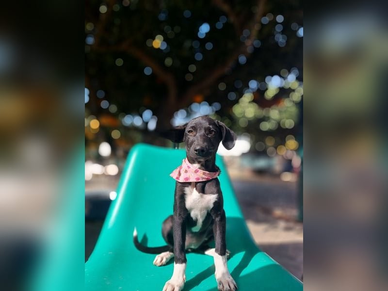 Maple, ein süßes Mischlingsmädchen
