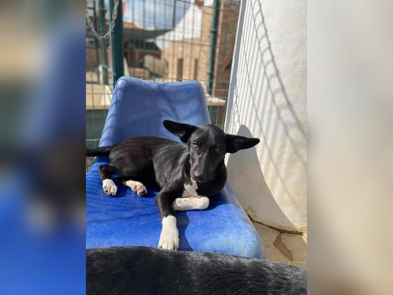 Maple, ein süßes Mischlingsmädchen