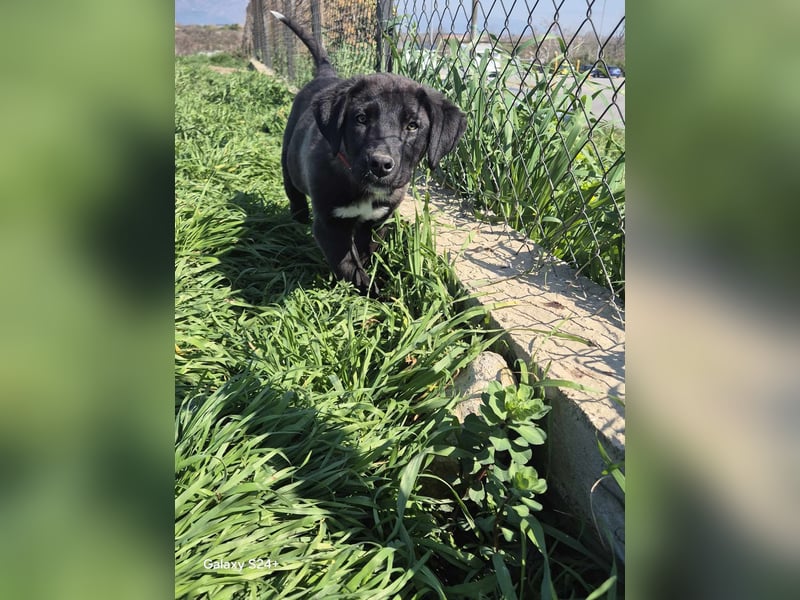 BONNIE , Herzensbrecher auf 4 Pfoten