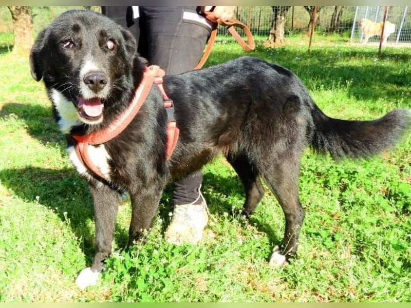  HEIDI – Ein Herz aus Gold sucht ihr Zuhause 