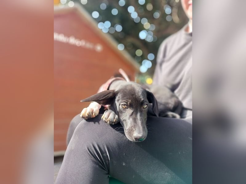 Maple, ein süßes Mischlingsmädchen