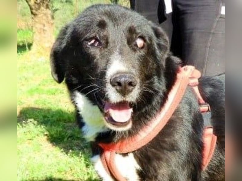  HEIDI – Ein Herz aus Gold sucht ihr Zuhause 