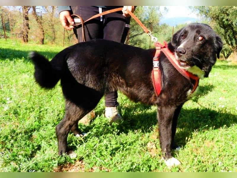  HEIDI – Ein Herz aus Gold sucht ihr Zuhause 
