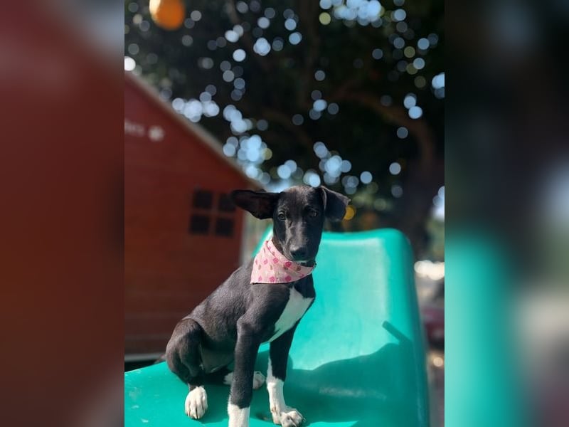 Maple, ein süßes Mischlingsmädchen