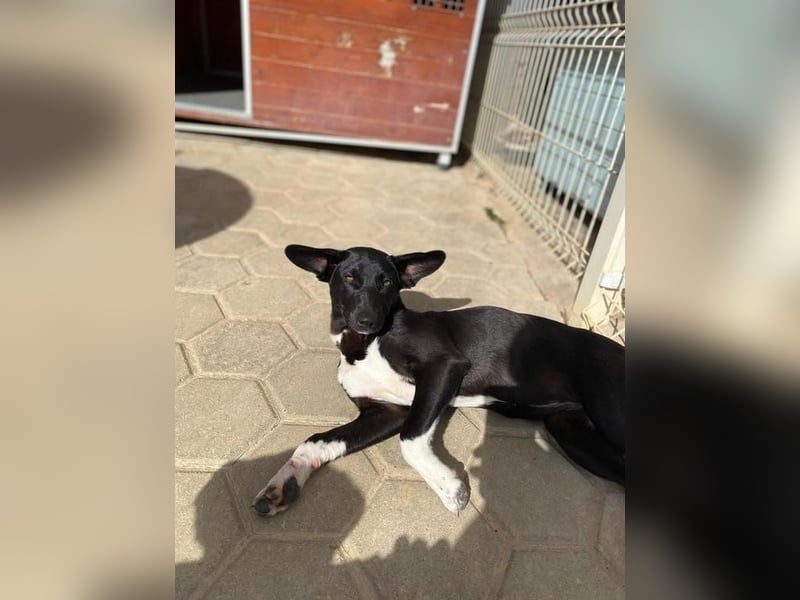 Maple, ein süßes Mischlingsmädchen