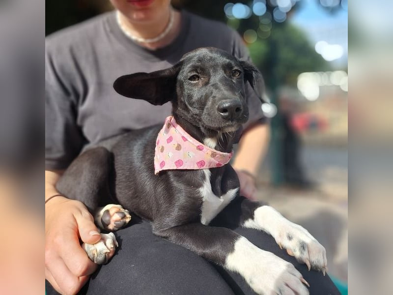 Maple, ein süßes Mischlingsmädchen