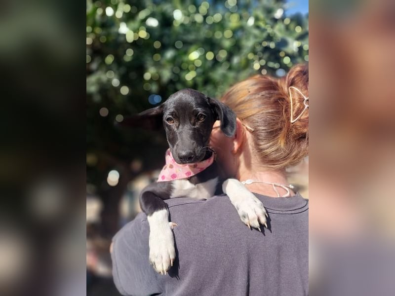 Maple, ein süßes Mischlingsmädchen