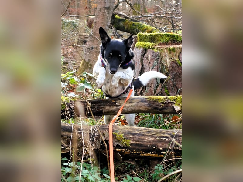 Evelina, geb. 2017, Terrier-Mix sucht liebevolles Zuhause