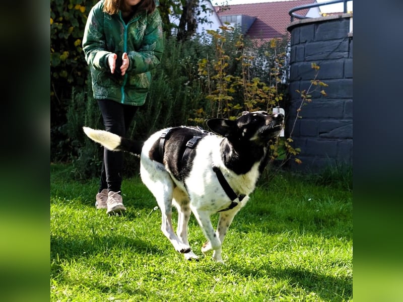 Evelina, geb. 2017, Terrier-Mix sucht liebevolles Zuhause