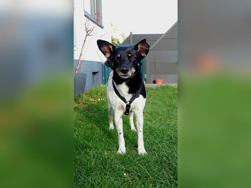 Evelina, geb. 2017, Terrier-Mix sucht liebevolles Zuhause