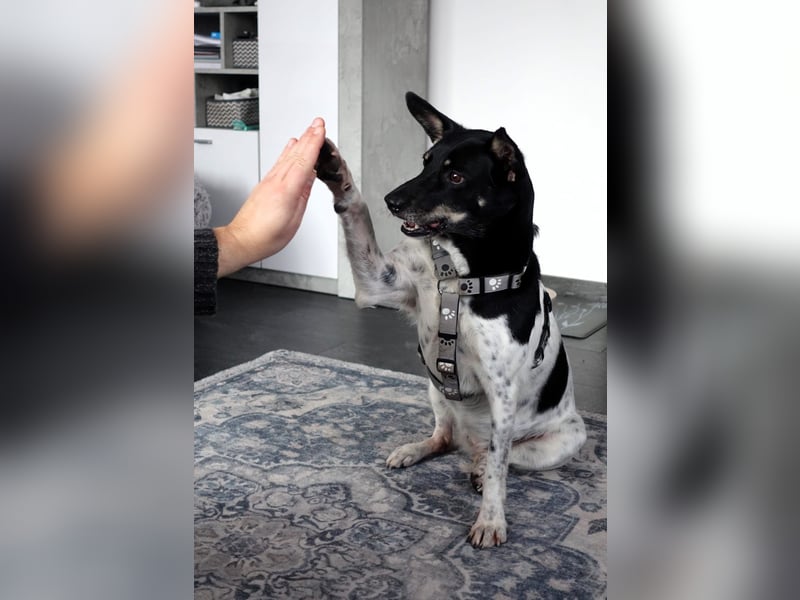 Evelina, geb. 2017, Terrier-Mix sucht liebevolles Zuhause