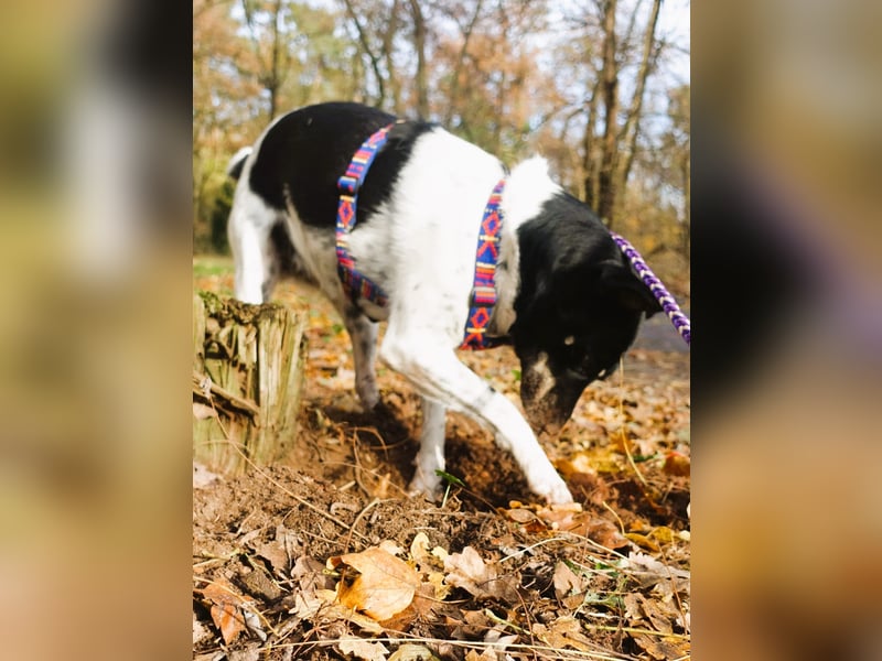 Evelina, geb. 2017, Terrier-Mix sucht liebevolles Zuhause