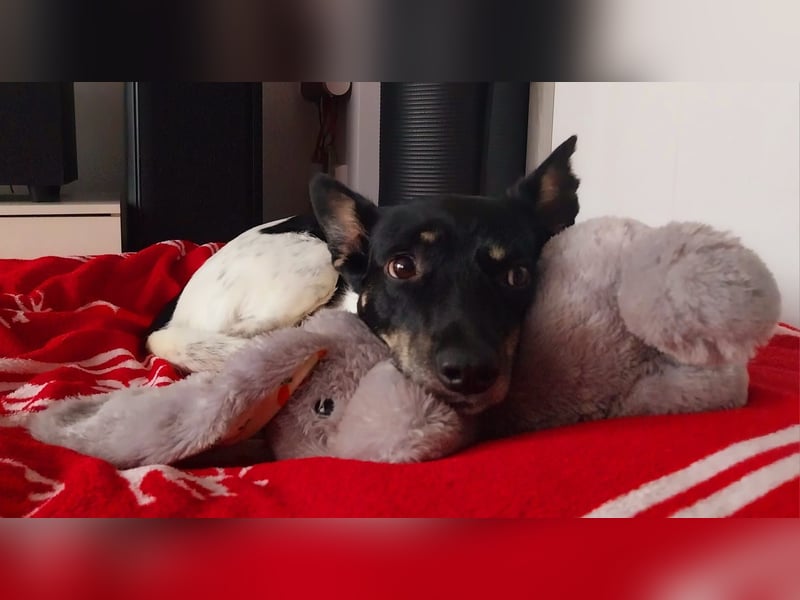 Evelina, geb. 2017, Terrier-Mix sucht liebevolles Zuhause