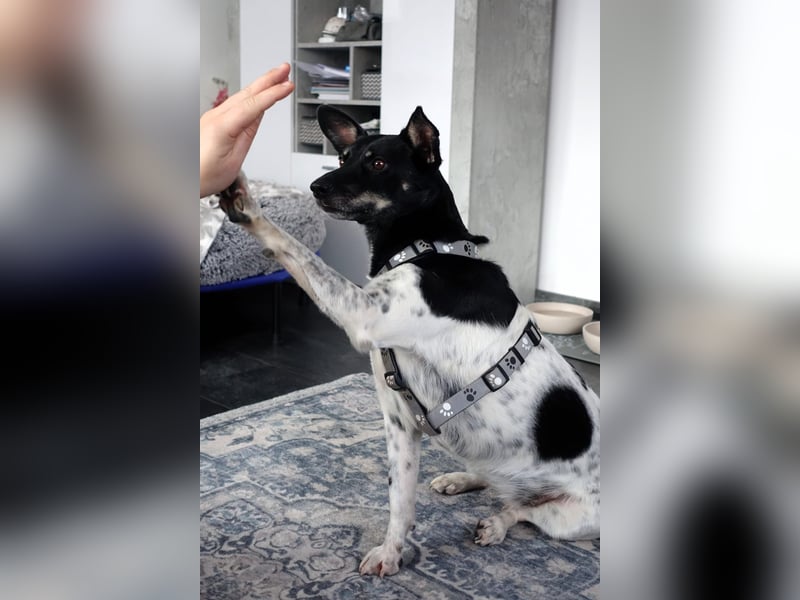 Evelina, geb. 2017, Terrier-Mix sucht liebevolles Zuhause