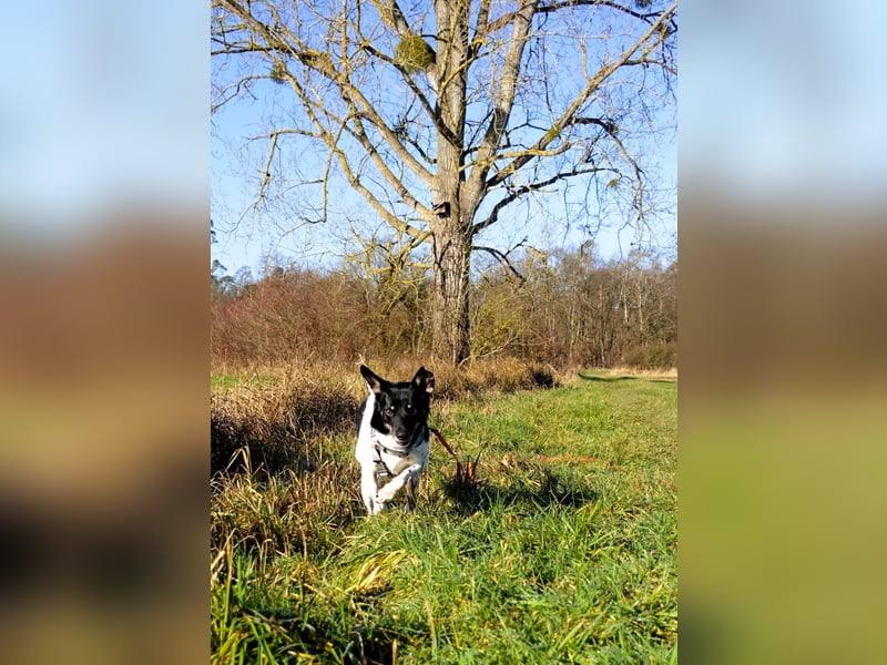 Evelina, geb. 2017, Terrier-Mix sucht liebevolles Zuhause