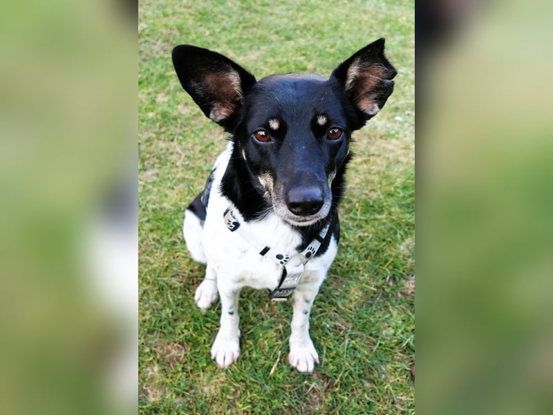 Evelina, geb. 2017, Terrier-Mix sucht liebevolles Zuhause