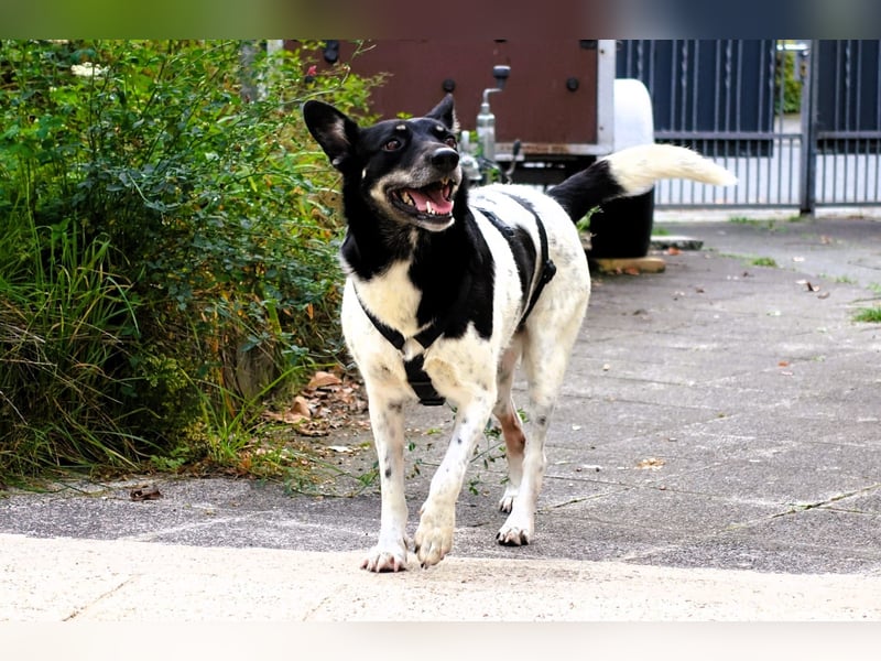Evelina, geb. 2017, Terrier-Mix sucht liebevolles Zuhause