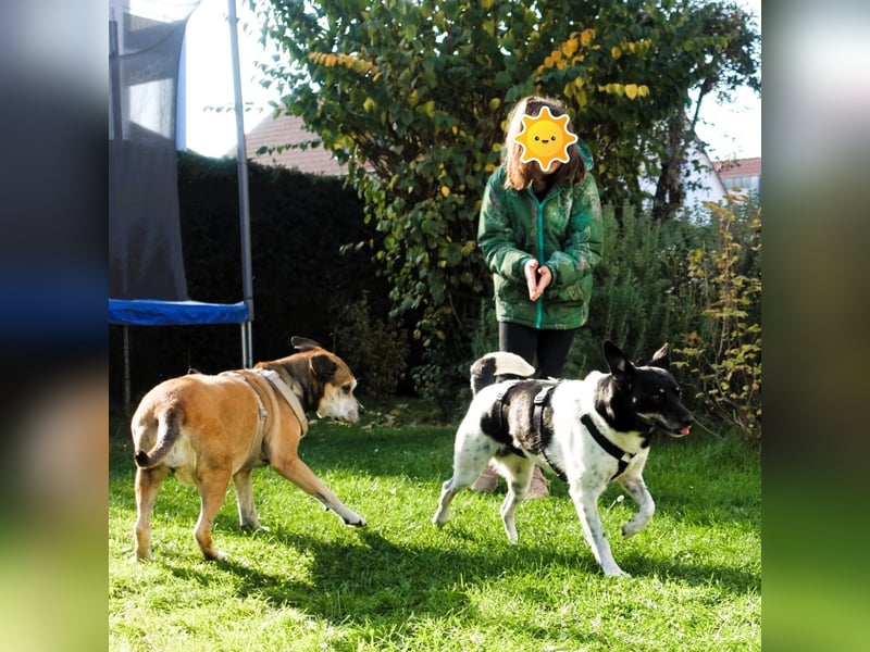 Evelina, geb. 2017, Terrier-Mix sucht liebevolles Zuhause