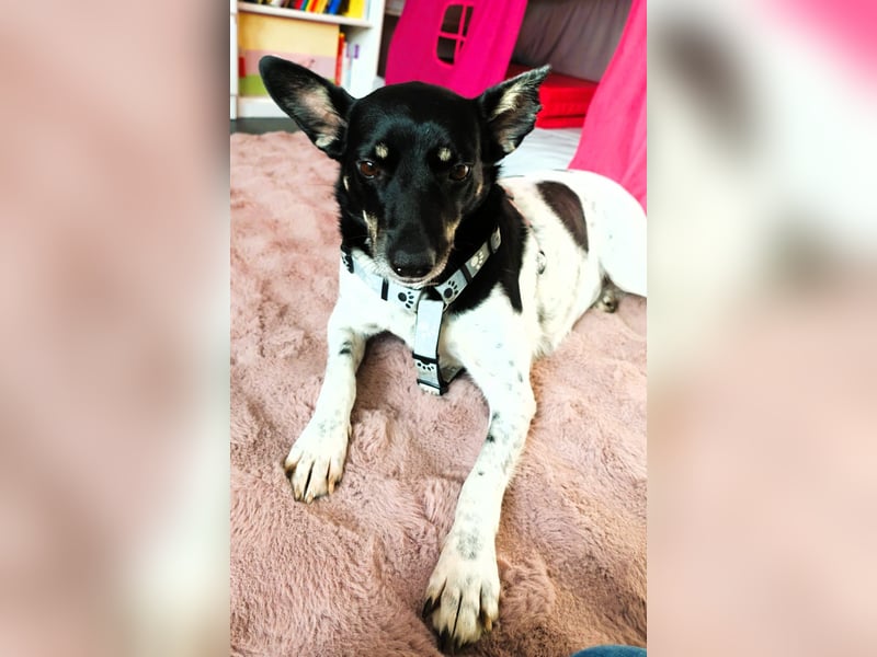 Evelina, geb. 2017, Terrier-Mix sucht liebevolles Zuhause