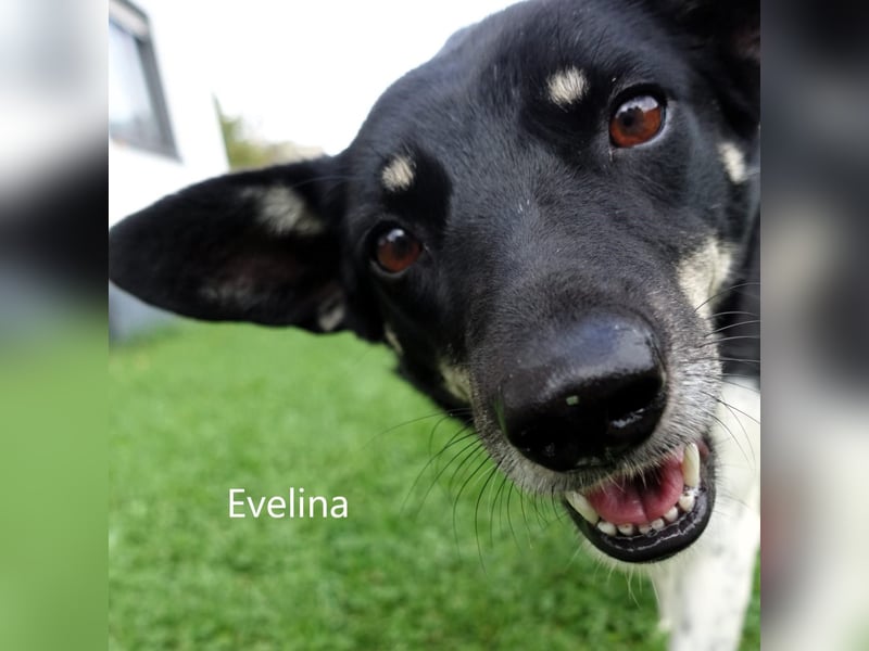 Evelina, geb. 2017, Terrier-Mix sucht liebevolles Zuhause