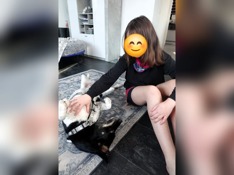 Evelina, geb. 2017, Terrier-Mix sucht liebevolles Zuhause