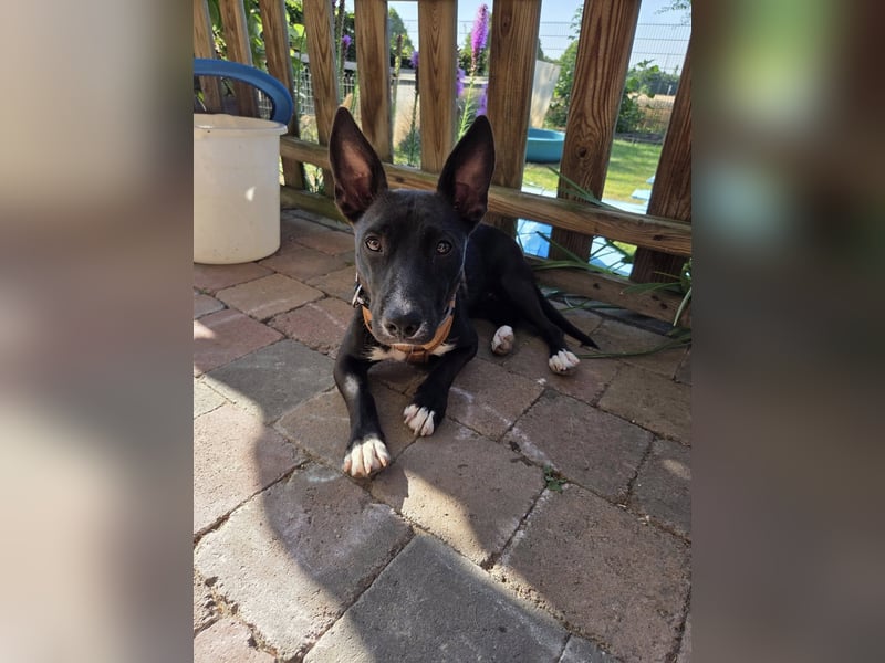 AINOA ❤️ Sonnenschein Familienhündin, Pflegefamilie Kevelaer