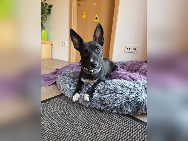 AINOA ❤️ Sonnenschein Familienhündin, Pflegefamilie Kevelaer