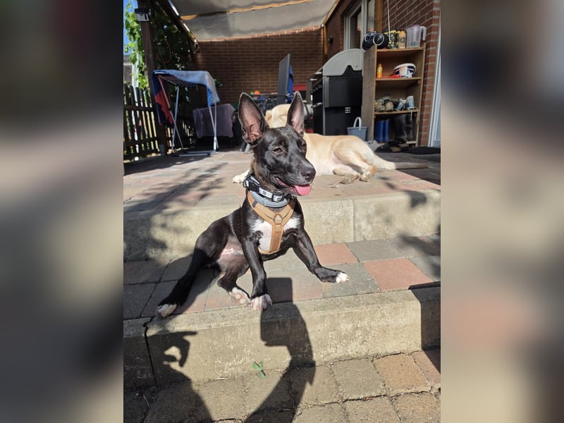 AINOA ❤️ Sonnenschein Familienhündin, Pflegefamilie Kevelaer