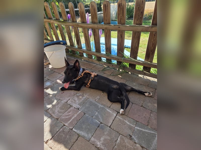 AINOA ❤️ Sonnenschein Familienhündin, Pflegefamilie Kevelaer