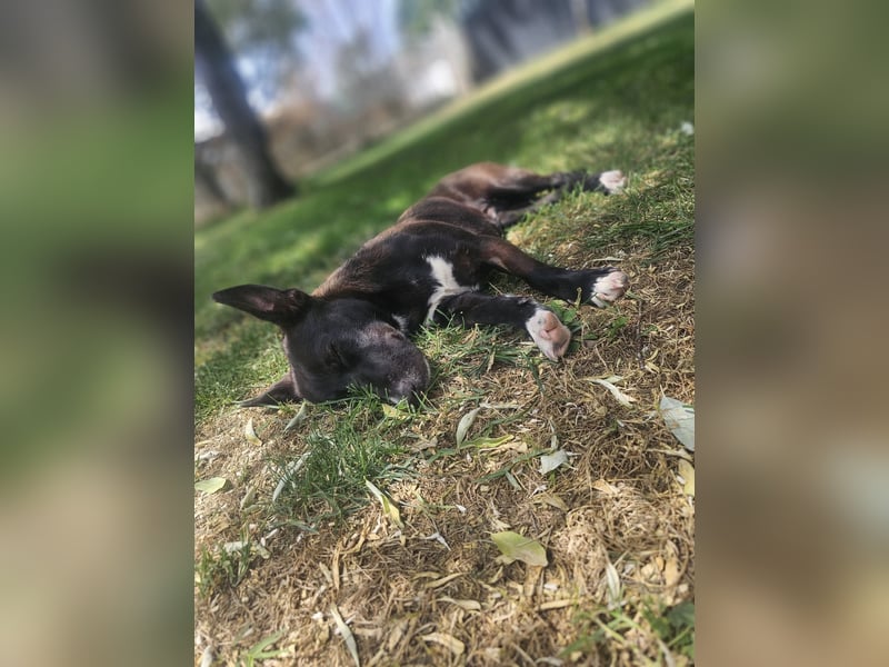 AINOA ❤️ Sonnenschein Familienhündin, Pflegefamilie Kevelaer