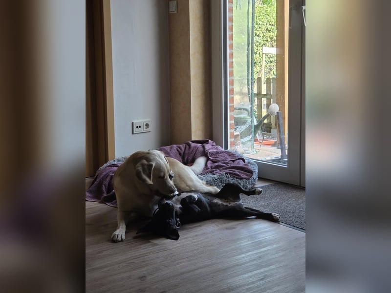 AINOA ❤️ Sonnenschein Familienhündin, Pflegefamilie Kevelaer