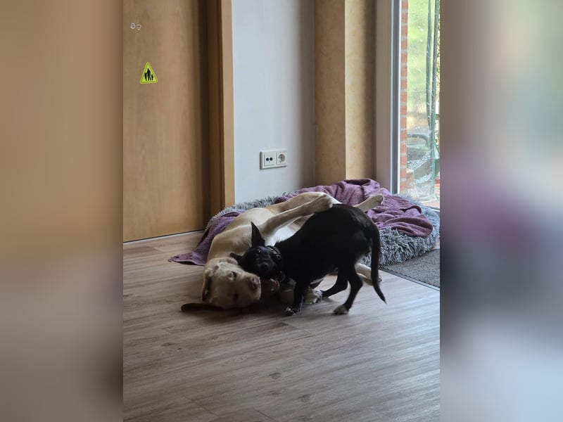 AINOA ❤️ Sonnenschein Familienhündin, Pflegefamilie Kevelaer