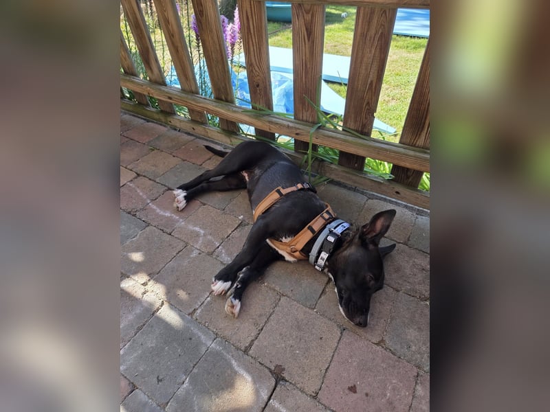 AINOA ❤️ Sonnenschein Familienhündin, Pflegefamilie Kevelaer