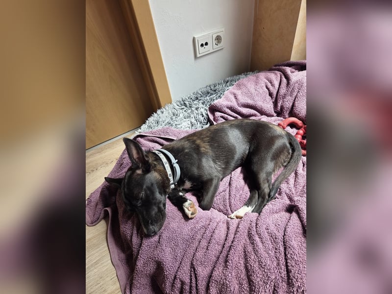 AINOA ❤️ Sonnenschein Familienhündin, Pflegefamilie Kevelaer