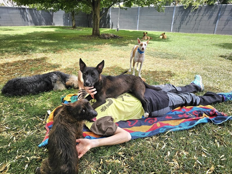 AINOA ❤️ Sonnenschein Familienhündin, Pflegefamilie Kevelaer