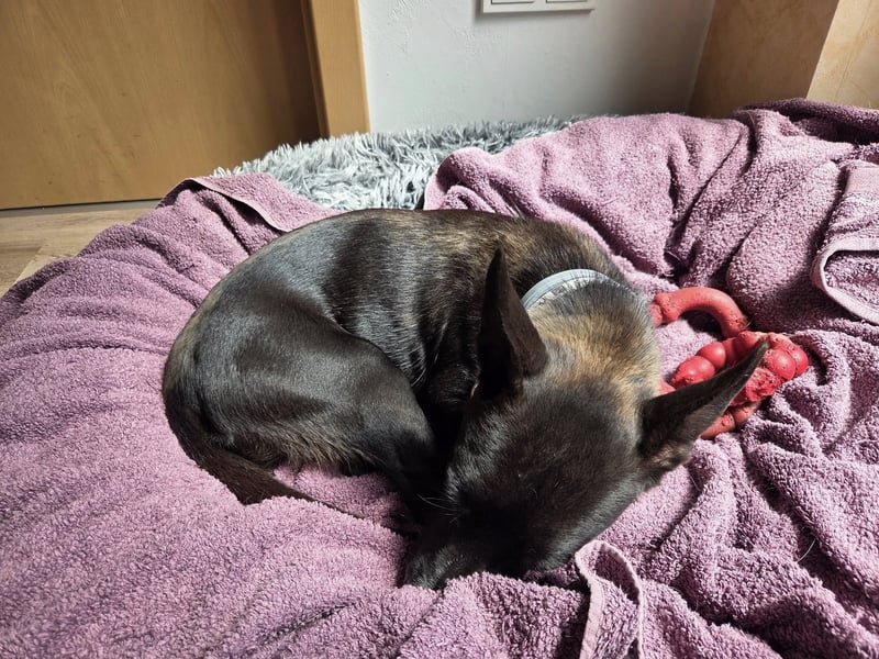AINOA ❤️ Sonnenschein Familienhündin, Pflegefamilie Kevelaer