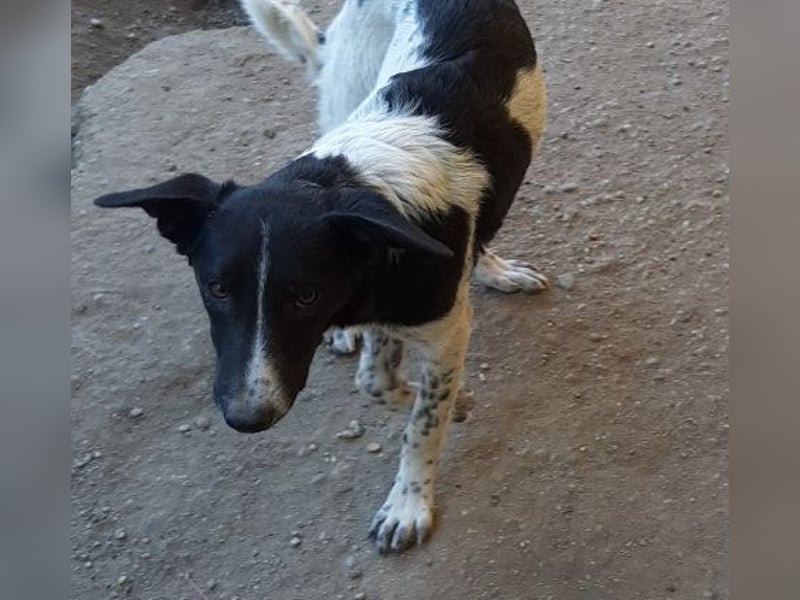 Corry, hübsches Hundefräulein wird immer übersehen