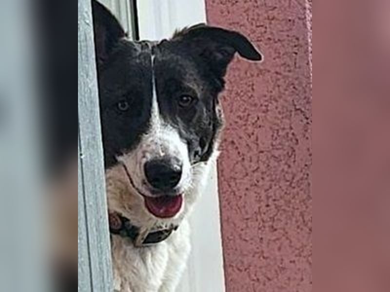 Fioretta - 2. Lebensglück gesucht