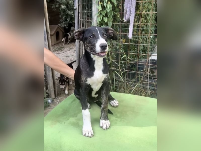 Silvia - auf der Suche nach dem großen Glück