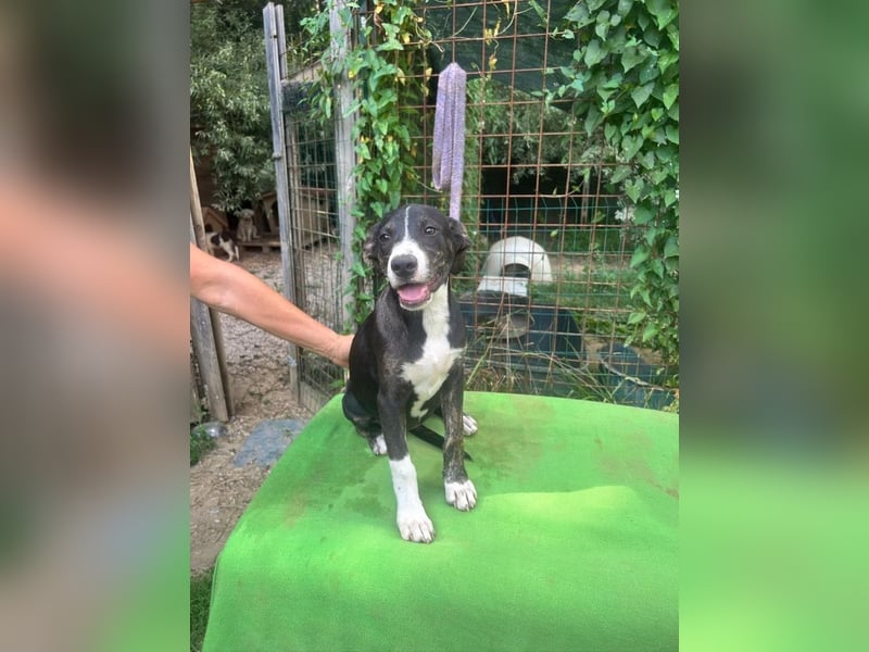 Silvia - auf der Suche nach dem großen Glück