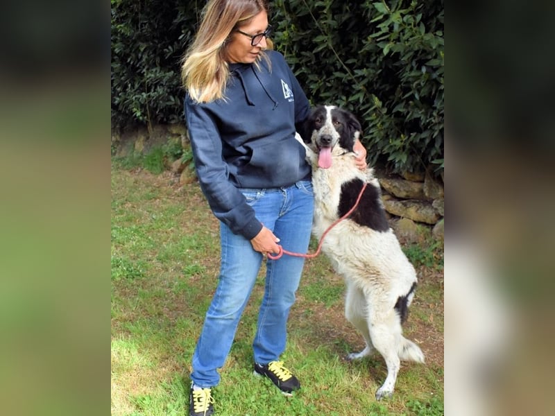 Jessie- Träumt von einem Für-immer-Zuhause