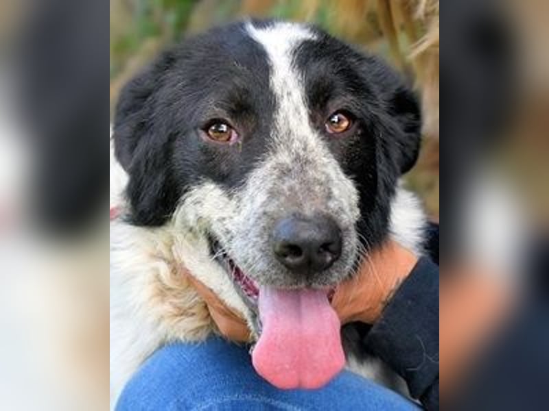 Jessie- Träumt von einem Für-immer-Zuhause