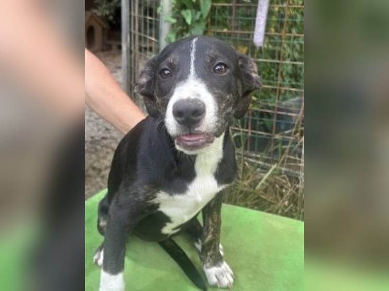 Silvia - auf der Suche nach dem großen Glück