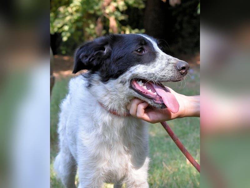Jessie- Träumt von einem Für-immer-Zuhause
