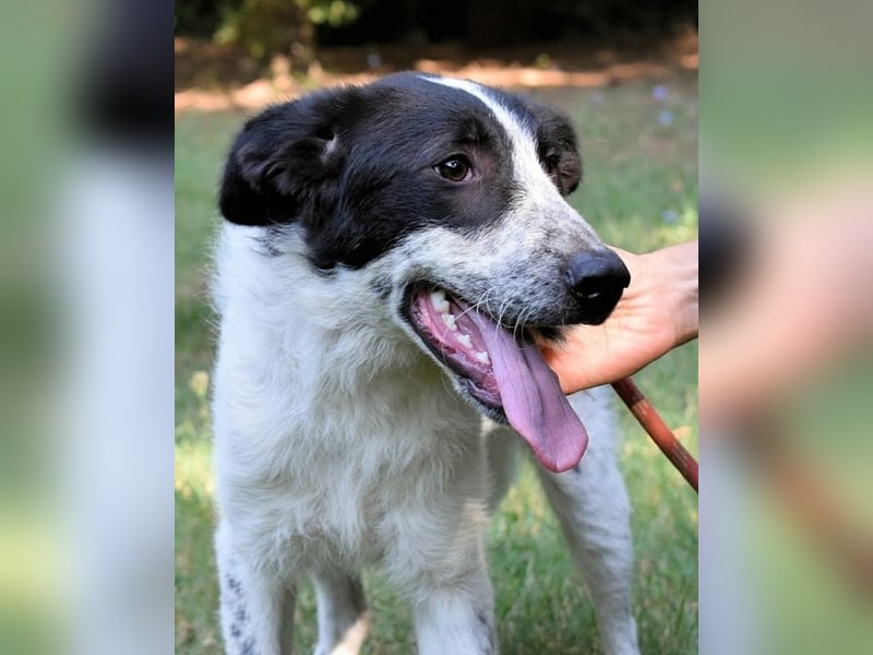 Jessie- Träumt von einem Für-immer-Zuhause